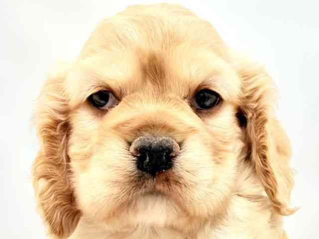 兵庫県のアメリカンコッカースパニエル (ひごペットフレンドリークラウンパーク伊丹店/2026年2月22日生まれ/女の子/バフ)の子犬の1枚目の画像