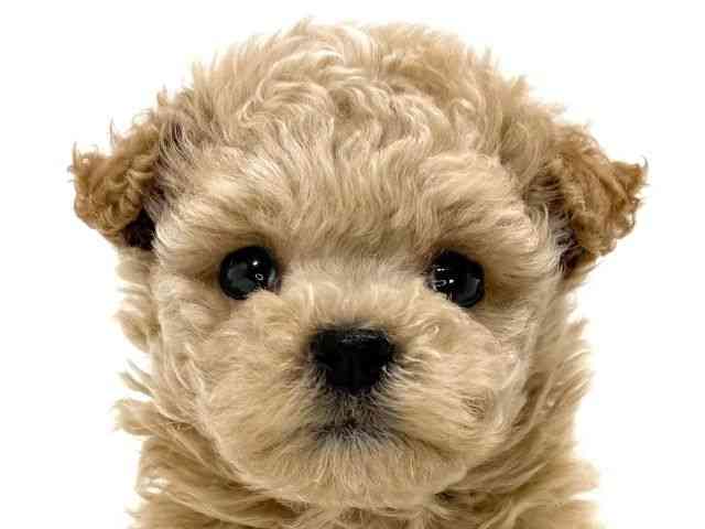 兵庫県のハーフ犬・ミックス犬 (ひごペットフレンドリーイトーヨーカドー明石店/2026年2月21日生まれ/女の子/クリーム)の子犬