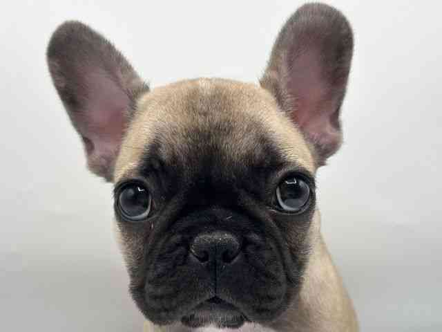 香川県のフレンチブルドッグ (ひごペットフレンドリーゆめタウン高松店/2026年2月21日生まれ/女の子/フォーンホワイト)の子犬の1枚目の画像