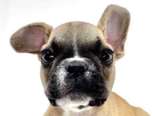 兵庫県のフレンチブルドッグ (ひごペットフレンドリーイトーヨーカドー明石店/2026年2月21日生まれ/男の子/フォーンホワイト)の子犬の1枚目の画像