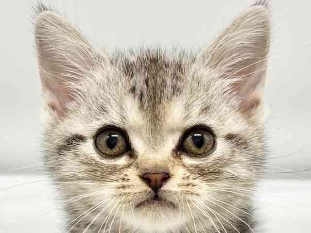 大阪府のアメリカンショートヘアー (ひごペットフレンドリーイオンタウン豊中庄内店/2026年2月18日生まれ/女の子/シルバータビー)の子猫の1枚目の画像