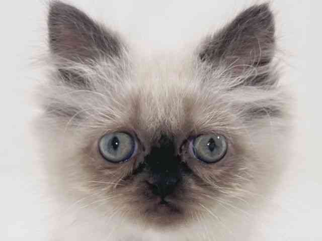 京都府のヒマラヤン (ひごペットフレンドリーイズミヤショッピングセンター八幡店/2026年2月20日生まれ/女の子/シールポイント)の子猫の1枚目の画像