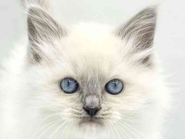 大阪府のラグドール (ひごペットフレンドリーイトーヨーカドー津久野店/2026年2月22日生まれ/男の子/ブルーポイントミテッド)の子猫の1枚目の画像