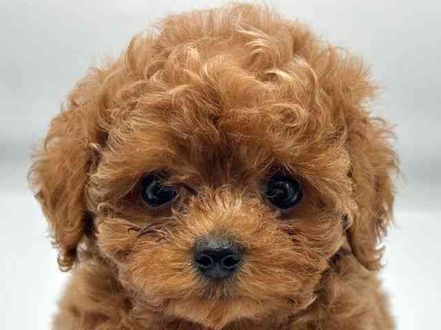 香川県のトイプードル(トイ) (ひごペットフレンドリーゆめタウン高松店/2026年2月21日生まれ/女の子/レッドフォーン)の子犬の1枚目の画像