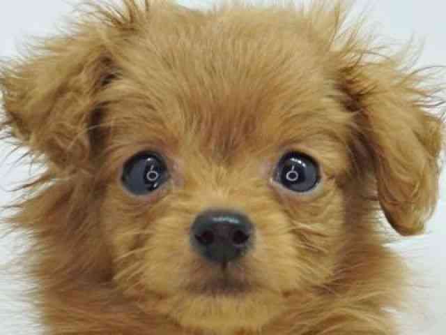 福岡県のポメプー(ポメラニアン×プードル) (ひごペットフレンドリーゆめタウン筑紫野店/2026年2月16日生まれ/男の子/オレンジ)の子犬の1枚目の画像