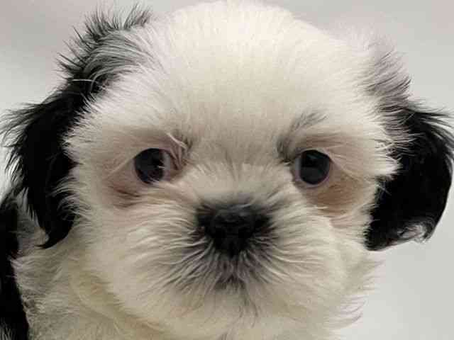 和歌山県のシーズー (ひごペットフレンドリーパームシティ和歌山店/2026年2月22日生まれ/女の子/ブラックホワイト)の子犬の1枚目の画像