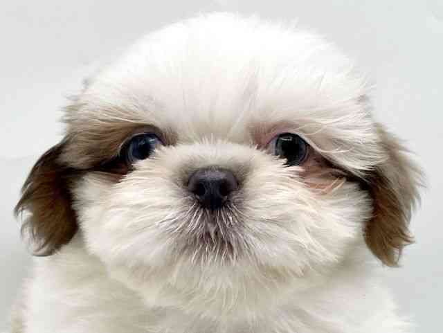 奈良県のシーズー (ひごペットフレンドリートナリエ大和高田店/2026年2月22日生まれ/男の子/ゴールドホワイト)の子犬の1枚目の画像