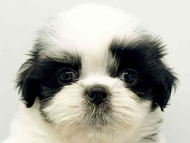 大阪府のシーズー (ひごペットフレンドリーみのおキューズモール店/2026年2月23日生まれ/男の子/ブラックホワイト)の子犬