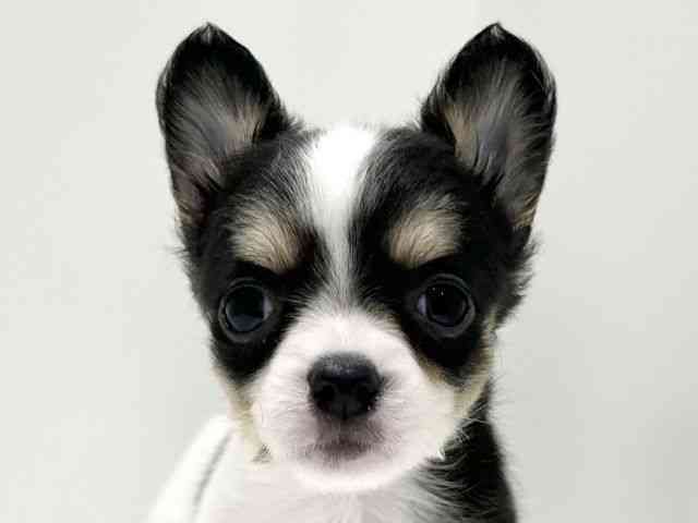 愛知県のチワワ(ロング) (ひごペットフレンドリーららぽーと名古屋みなとアクルス店/2026年2月21日生まれ/男の子/ホワイトブラックタン)の子犬