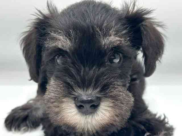 香川県のミニチュアシュナウザー (ひごペットフレンドリーゆめタウン高松店/2026年2月22日生まれ/女の子/ブラックシルバー)の子犬の1枚目の画像