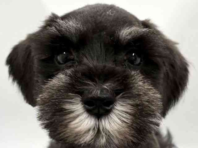 京都府のミニチュアシュナウザー (ひごペットフレンドリー京都店/2026年2月22日生まれ/女の子/ブラックシルバー)の子犬の1枚目の画像