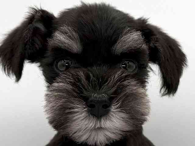 大阪府のミニチュアシュナウザー (ひごペットフレンドリーイオンそよら海老江店/2026年2月22日生まれ/男の子/ブラックシルバー)の子犬の1枚目の画像