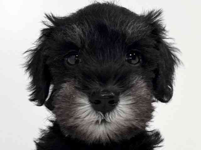 兵庫県のミニチュアシュナウザー (ひごペットフレンドリーイトーヨーカドー明石店/2026年2月22日生まれ/男の子/ブラックシルバー)の子犬の1枚目の画像