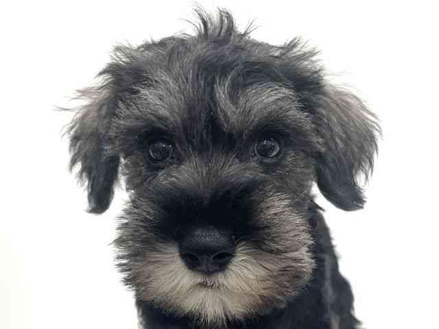 大阪府のミニチュアシュナウザー (ひごペットフレンドリーくずはモール店/2026年2月22日生まれ/男の子/ソルトペッパー)の子犬の1枚目の画像