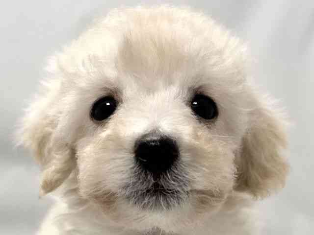 大阪府のトイプードル(トイ) (ひごペットフレンドリー堺プラットプラット店/2026年2月21日生まれ/男の子/ホワイト)の子犬