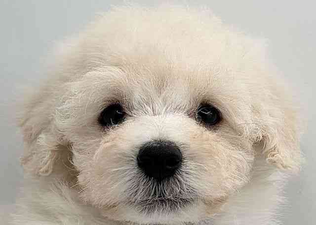 島根県のトイプードル(トイ) (ひごペットフレンドリーイオン松江ショッピングセンター店/2026年2月21日生まれ/男の子/ホワイト)の子犬の1枚目の画像