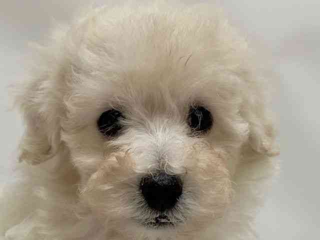 和歌山県のトイプードル(トイ) (ひごペットフレンドリーパームシティ和歌山店/2026年2月21日生まれ/男の子/ホワイト)の子犬の1枚目の画像