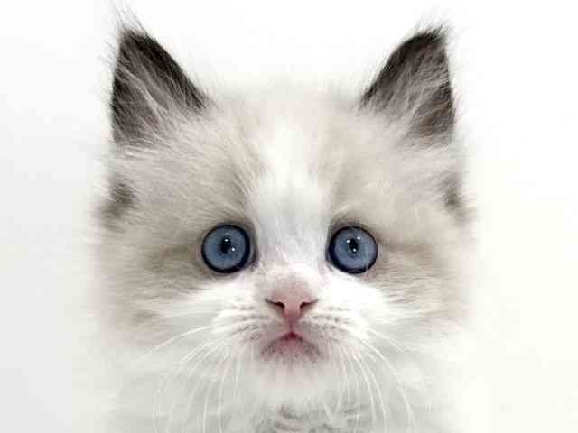 兵庫県のラグドール (ひごペットフレンドリーイトーヨーカドー明石店/2026年2月21日生まれ/男の子/シールポイントバイカラー)の子猫の1枚目の画像