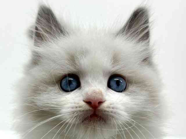 大阪府のラグドール (ひごペットフレンドリーくずはモール店/2026年2月21日生まれ/男の子/ブルーポイントバイカラー)の子猫の1枚目の画像