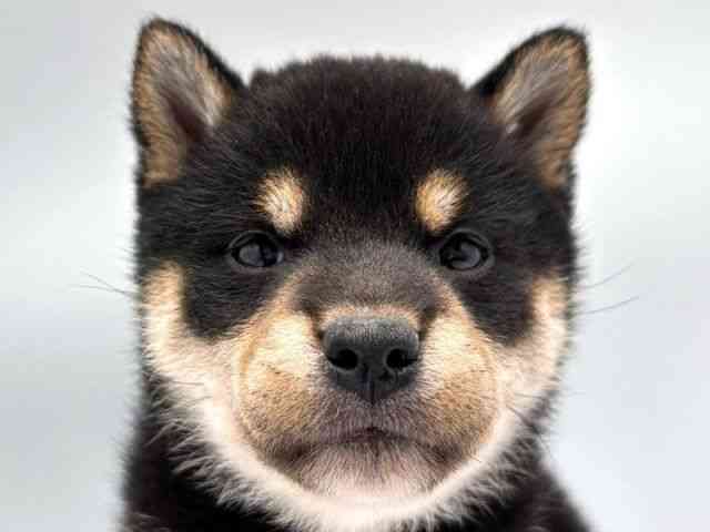 奈良県の柴犬(標準サイズ) (ひごペットフレンドリー田原本店/2026年2月22日生まれ/女の子/黒)の子犬の1枚目の画像