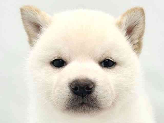 大阪府の柴犬(標準サイズ) (ひごペットフレンドリーイトーヨーカドー津久野店/2026年2月22日生まれ/男の子/白)の子犬