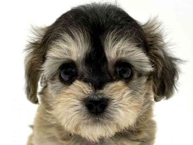 大阪府のチワプー/プーチー(チワワ×プードル) (ひごペットフレンドリーくずはモール店/2026年2月21日生まれ/男の子/レッド)の子犬の1枚目の画像