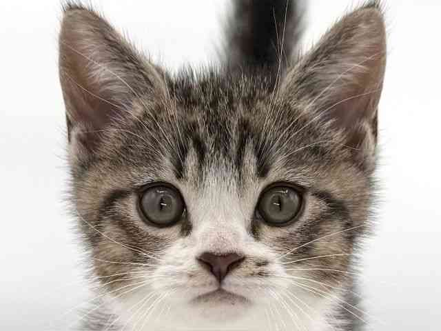 大阪府のマンチカン (ひごペットフレンドリーイオンそよら海老江店/2026年2月15日生まれ/男の子/ブラウンタビーホワイト)の子猫の1枚目の画像