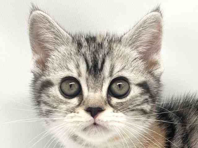 京都府のスコティッシュフォールド (ひごペットフレンドリー洛北阪急スクエア店/2026年2月21日生まれ/女の子/シルバーパッチドタビーホワイト)の子猫の1枚目の画像