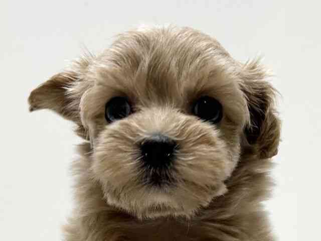 愛知県のマルプー(マルチーズ×プードル) (ひごペットフレンドリーららぽーと名古屋みなとアクルス店/2026年2月21日生まれ/女の子/アプリコット)の子犬