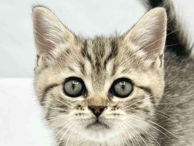 大阪府のミヌエット (ひごペットフレンドリーイトーヨーカドー津久野店/2026年2月22日生まれ/男の子/ブラウンタビー)の子猫の1枚目の画像