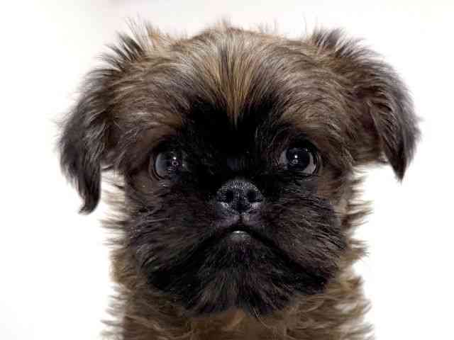 兵庫県のブリュッセルグリフォン (ひごペットフレンドリーイトーヨーカドー明石店/2026年2月21日生まれ/男の子/レッド)の子犬の1枚目の画像