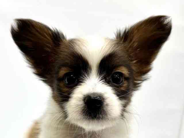 大阪府のパピヨン (ひごペットフレンドリーイオンタウン茨木太田店/2026年2月22日生まれ/男の子/ホワイトブラウン)の子犬