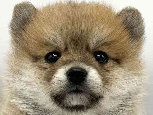 大阪府のポメ柴/豆ポメ/ポメ豆柴(ポメラニアン×柴犬) (ひごペットフレンドリーららぽーとEXPOCITY店/2026年2月22日生まれ/女の子/オレンジ)の子犬の1枚目の画像