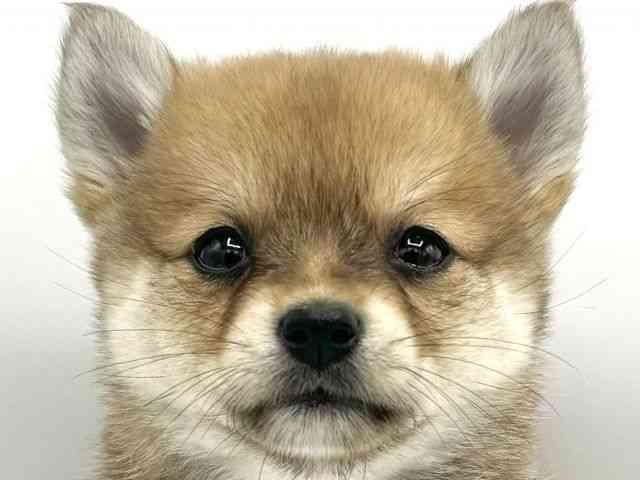 大阪府のチワ柴/柴チワ/チワシバ(チワワ×柴) (ひごペットフレンドリーららぽーとEXPOCITY店/2026年2月19日生まれ/女の子/赤)の子犬