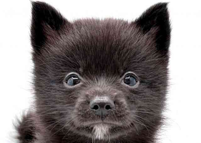 島根県のポメ柴/豆ポメ/ポメ豆柴(ポメラニアン×柴犬) (ひごペットフレンドリーイオン松江ショッピングセンター店/2026年2月20日生まれ/男の子/ブラック)の子犬の1枚目の画像