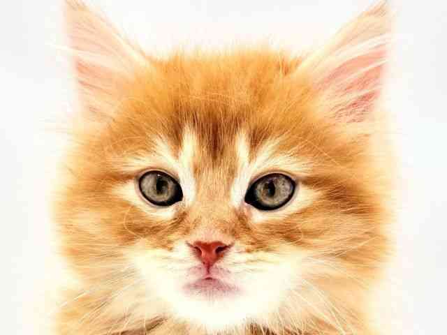 兵庫県のサイベリアン (ひごペットフレンドリークラウンパーク伊丹店/2026年2月20日生まれ/男の子/レッドタビー)の子猫