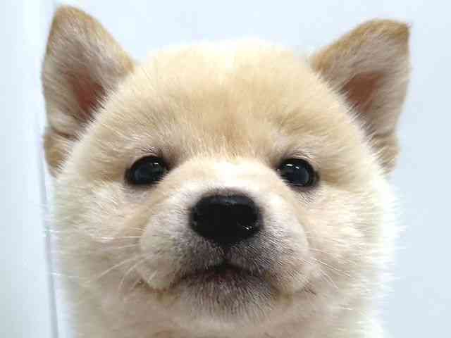 奈良県の柴犬(標準サイズ) (ひごペットフレンドリー奈良パワーシティ店/2026年2月22日生まれ/男の子/白)の子犬の1枚目の画像