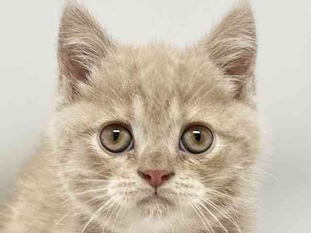 大阪府のブリティッシュショートヘアー (ひごペットフレンドリーイオンタウン豊中庄内店/2026年2月21日生まれ/男の子/クリームタビー)の子猫の1枚目の画像