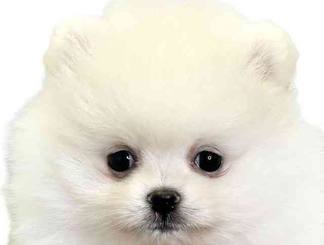 愛媛県のポメラニアン (ひごペットフレンドリーエミフルMASAKI店/2026年2月20日生まれ/女の子/ホワイト)の子犬の1枚目の画像