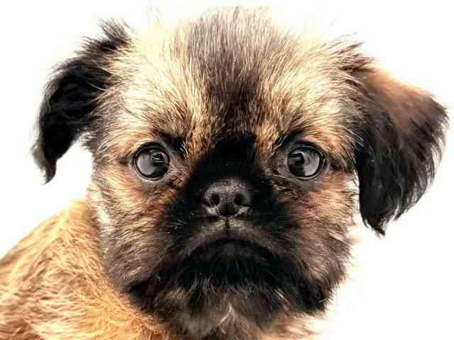 兵庫県のブリュッセルグリフォン (ひごペットフレンドリークラウンパーク伊丹店/2026年2月21日生まれ/女の子/レッド)の子犬の1枚目の画像