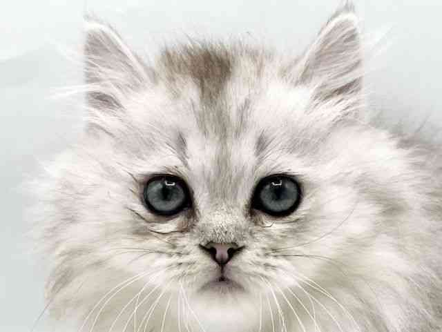 奈良県のマンチカン (ひごペットフレンドリートナリエ大和高田店/2026年2月14日生まれ/女の子/シルバースポットタビー)の子猫の1枚目の画像