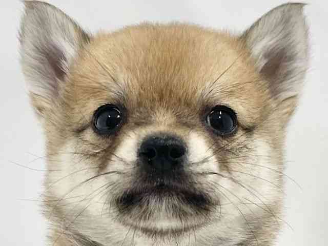 高知県のチワ柴/柴チワ/チワシバ(チワワ×柴) (ひごペットフレンドリーイオンモール高知店/2026年2月19日生まれ/男の子/赤)の子犬の1枚目の画像