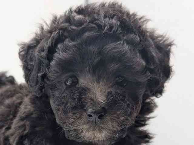 香川県のトイプードル(トイ) (ひごペットフレンドリーゆめタウン高松店/2026年2月15日生まれ/女の子/シルバー)の子犬