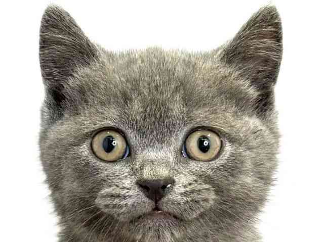 愛媛県のブリティッシュショートヘアー (ひごペットフレンドリーエミフルMASAKI店/2026年2月21日生まれ/男の子/ブルー)の子猫の1枚目の画像