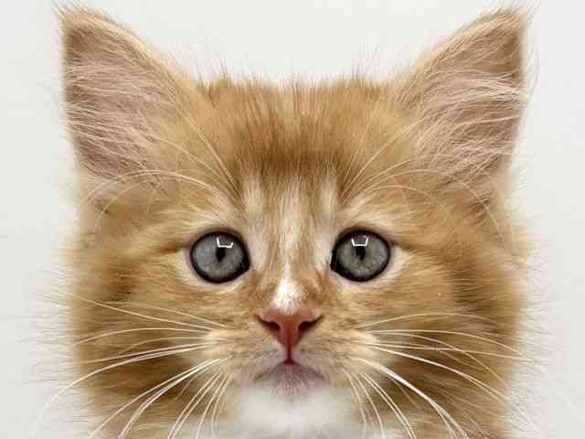 大阪府のメインクーン (ひごペットフレンドリーみのおキューズモール店/2026年2月22日生まれ/女の子/レッドタビーホワイト)の子猫の1枚目の画像