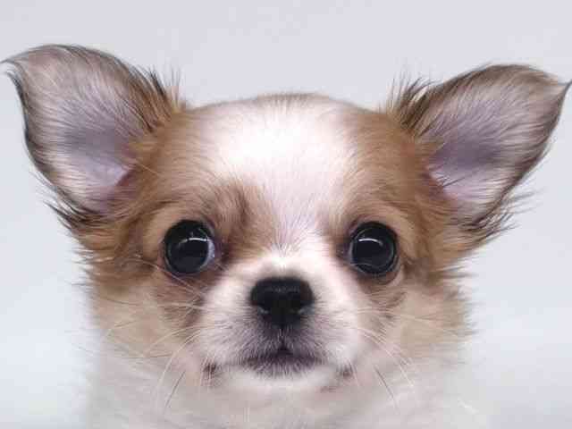 大阪府のチワワ(ロング) (ひごペットフレンドリー瓜破店/2026年2月22日生まれ/女の子/ホワイトレッド)の子犬