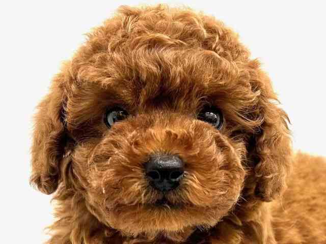 大阪府のトイプードル(トイ) (ひごペットフレンドリーイオンタウン茨木太田店/2026年2月21日生まれ/女の子/レッド)の子犬