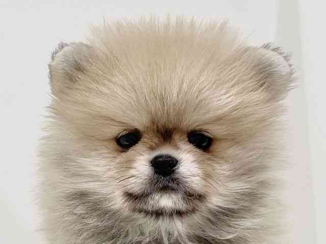 奈良県のポメラニアン (ひごペットフレンドリーイオンモール橿原ウエスト・ビレッジ店/2026年2月22日生まれ/男の子/クリームセーブル)の子犬の1枚目の画像