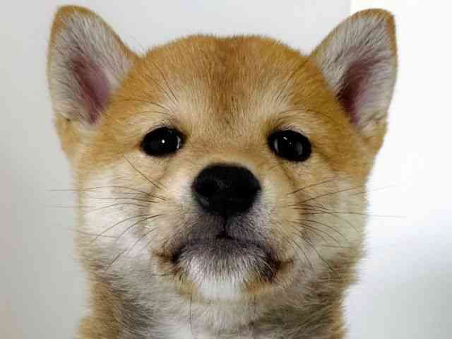 大阪府の柴犬(標準サイズ) (ひごペットフレンドリーアクロスプラザ住之江店/2026年2月20日生まれ/男の子/赤)の子犬の1枚目の画像