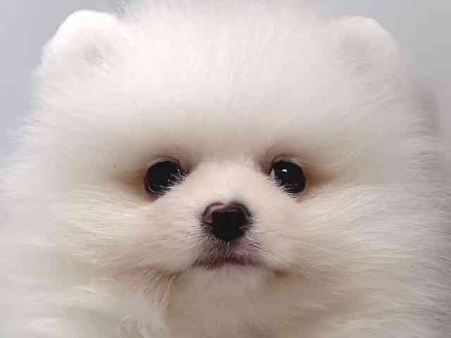 奈良県のポメラニアン (ひごペットフレンドリー奈良パワーシティ店/2026年2月22日生まれ/男の子/クリーム)の子犬の1枚目の画像